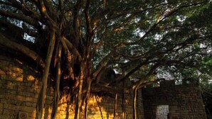 A stone structure with large trees growing in front. - Dongshan Haizhiyuan Apartment (Dongshan County)