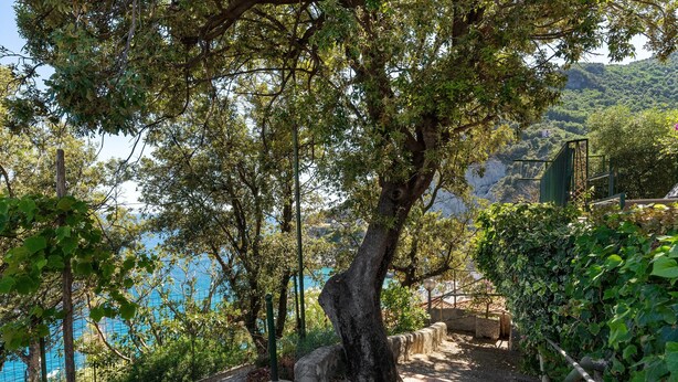 A pathway with a tree, a stone wall, and a view of the sea.