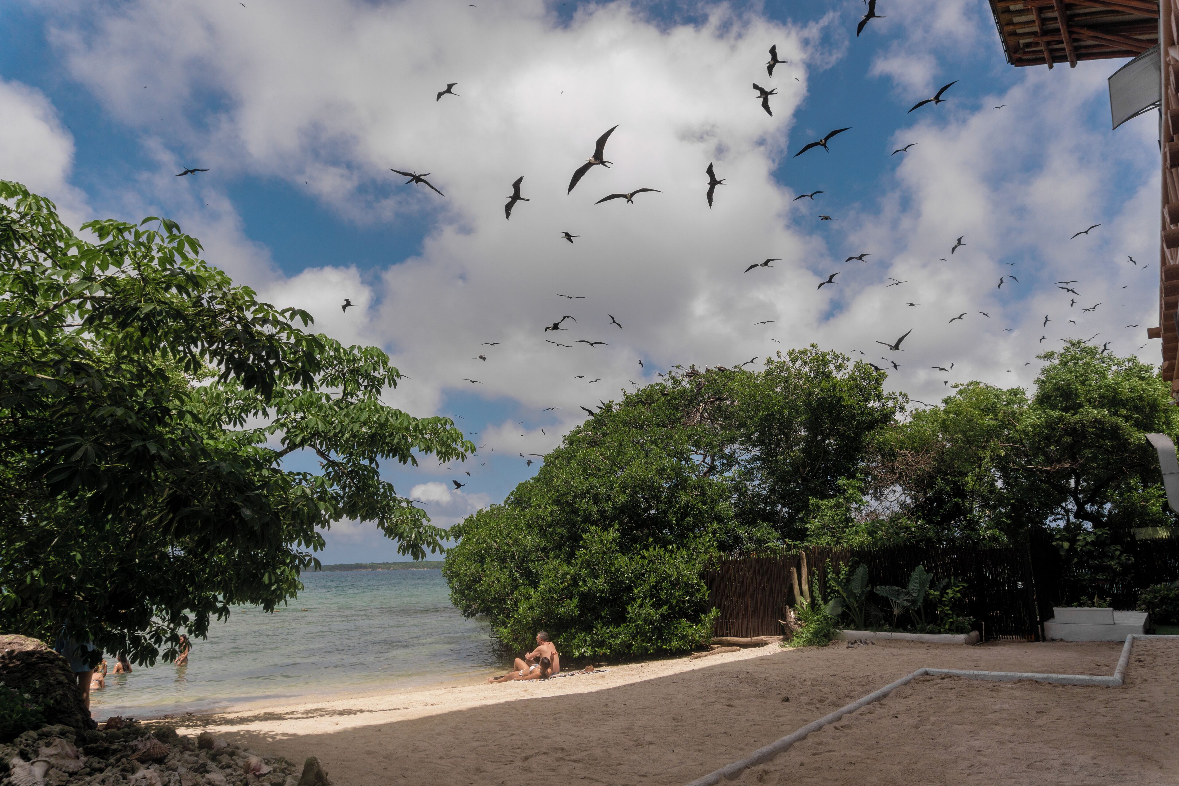 Una playa con una persona sentada en la arena, árboles y un cielo despejado con aves volando.