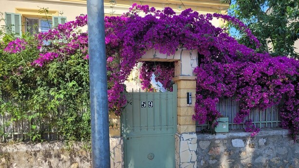 A building with a green gate marked with the number 59, surrounded by lush purple bougainvillea. - 1 Bedroom Private vacation home in La Seyne-sur-Mer (La Seyne-sur-Mer)