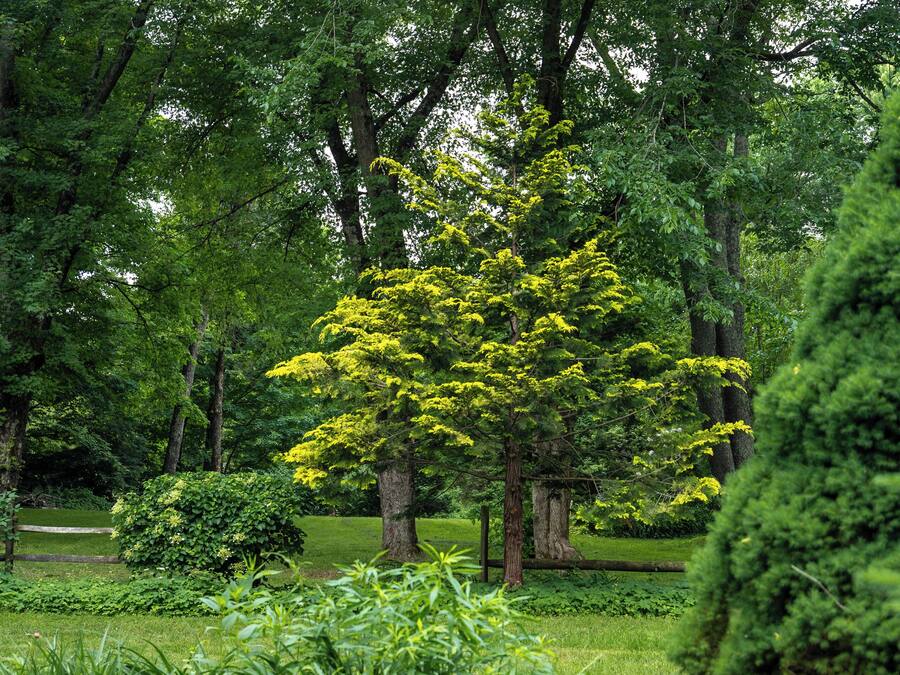 Een weelderige tuin met diverse bomen en struiken, waaronder een opvallende bloeiende boom met gele bloemen.
