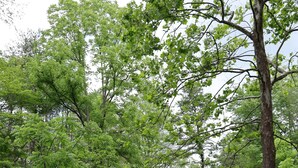 Un chemin de gravier mène à une entrée fermée par un portail, elle-même entourée d’un feuillage verdoyant et dense.