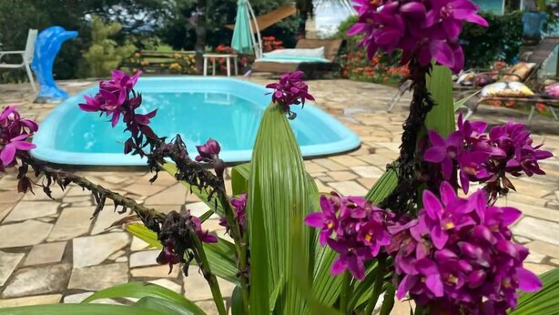 A swimming pool surrounded by tropical plants and a blue dolphin sculpture. - Recanto das Orquideas (Quatis)