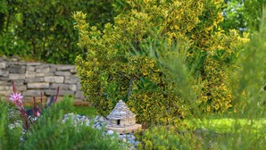 Property grounds - Villa Karla (Istria - Krmed) (Krmed)