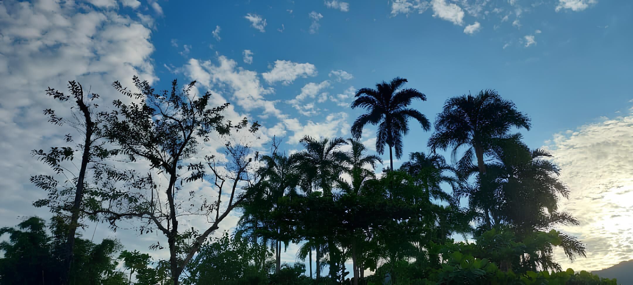 Un paysage arboré, avec un ciel dégagé.