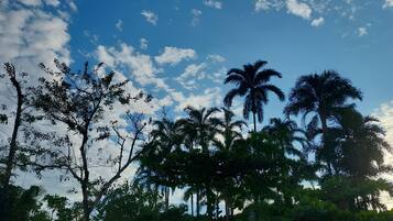Paisagem com árvores e céu claro.
