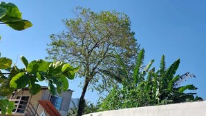 A building with a concrete facade and a tree in the background. - Quarto Para Grupo até 4 Pessoas Praia da Maranduba Ubatuba Sp (Sertão da Quina Ubatuba)