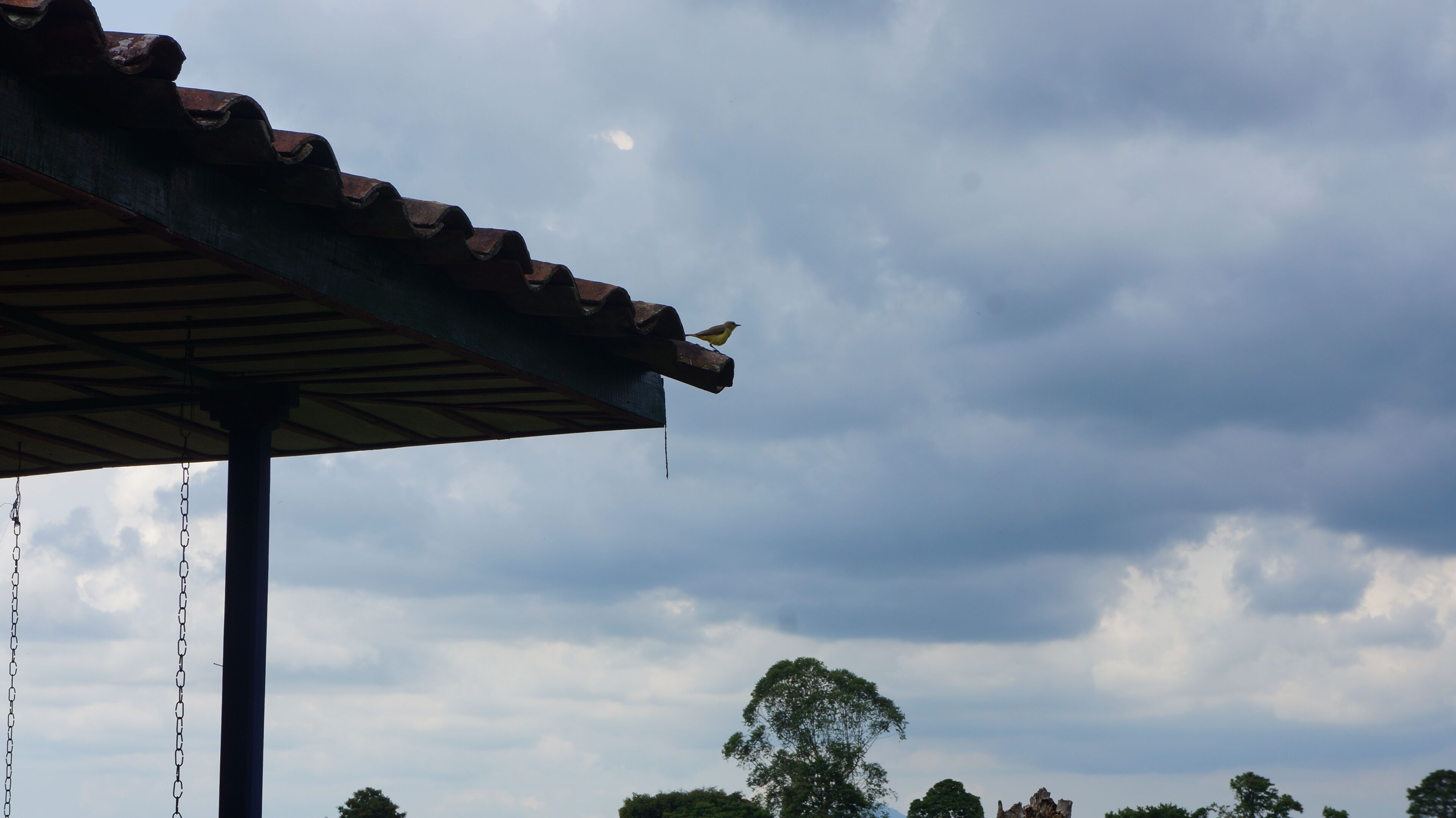 A bird perched on a metal roof edge, with a cloudy sky and trees in the background.