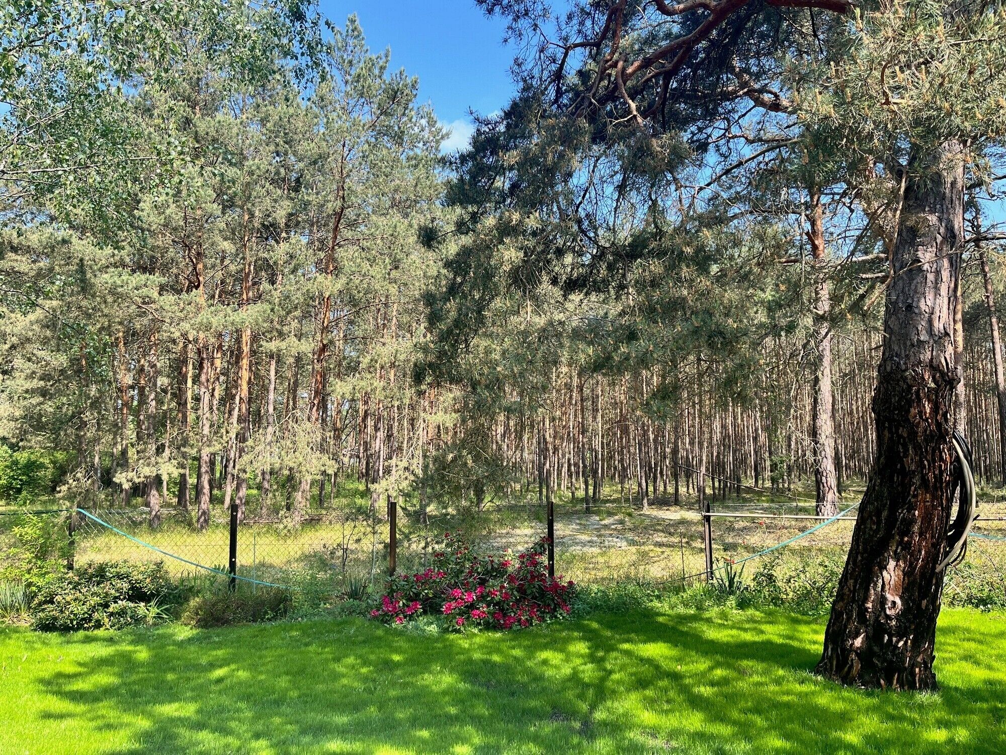 Een bebost gebied met een grasveld voorop en een grote boom met een touw.