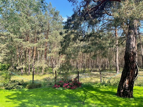 Zona boscosa con un primer plano herbáceo y un gran árbol con una cuerda.