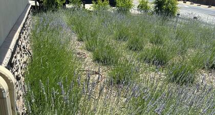 Lodge at Concord Lavender Farm.