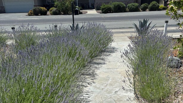 A stone pathway lined with lavender bushes leading to a house. - Lodge at Concord Lavender Farm. (Concord)