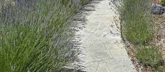 Lodge at Concord Lavender Farm.