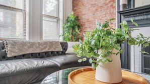 A modern living room with a leather sofa, a glass coffee table with a wooden tray, and a potted plant. - The Smith Victorian 2BR Brownstone Apartment (Springfield)