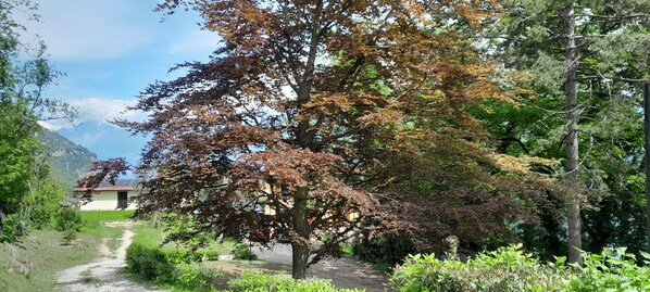 A rural landscape with a dirt path, a house with a solar panel, and a large tree with autumn leaves. - Legnaia, the Eco-friendly House! (Gargnano)