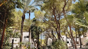 A pathway lined with palm trees and other greenery, leading to a building with white walls and a flat roof.