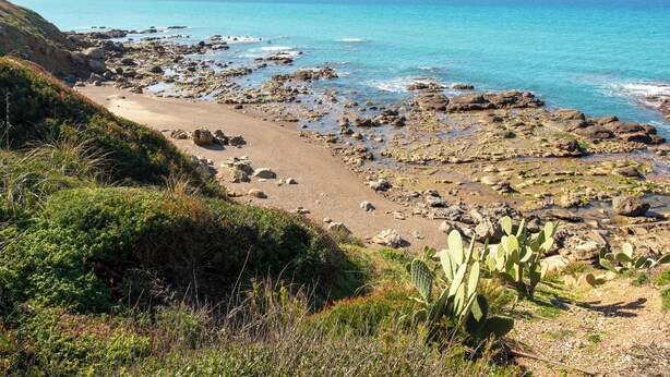 Una playa rocosa con un cactus en primer plano y montañas al fondo.