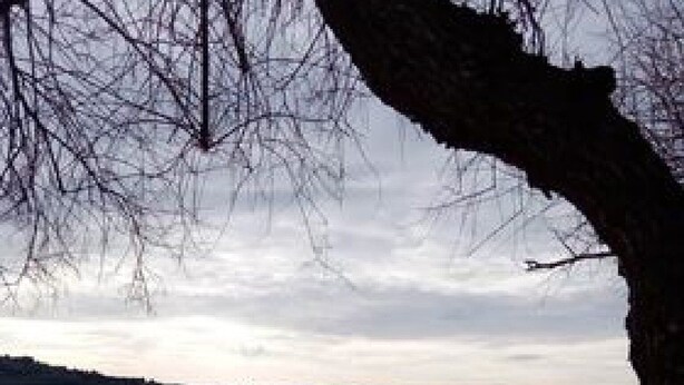 Una playa con un árbol en primer plano y un mar tranquilo al fondo.