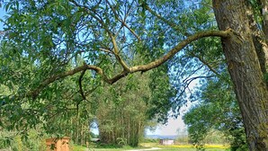 A tree-lined pathway leading to a small wooden structure, surrounded by lush greenery and a clear sky. - The Botanist - Luxury Cabin With Hot Tub Near York (York)