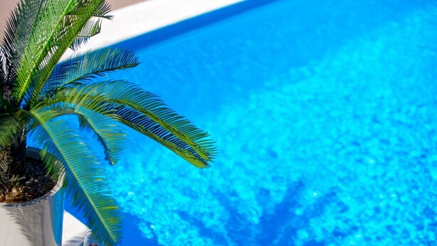 A clear blue pool with a palm tree and a glass of red wine on the edge. - Villa Lemily (Matulji)
