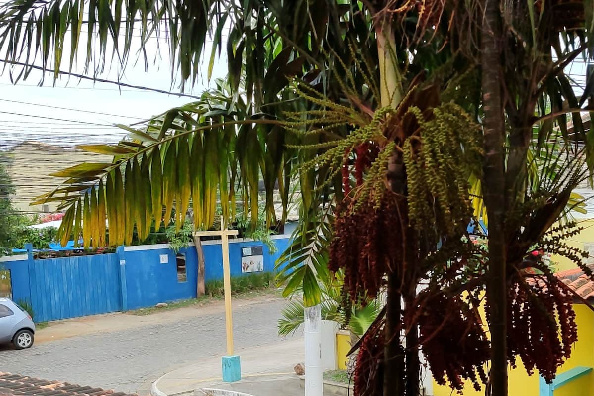 Une vue d’une rue avec une clôture bleue, une voiture garée et un palmier.