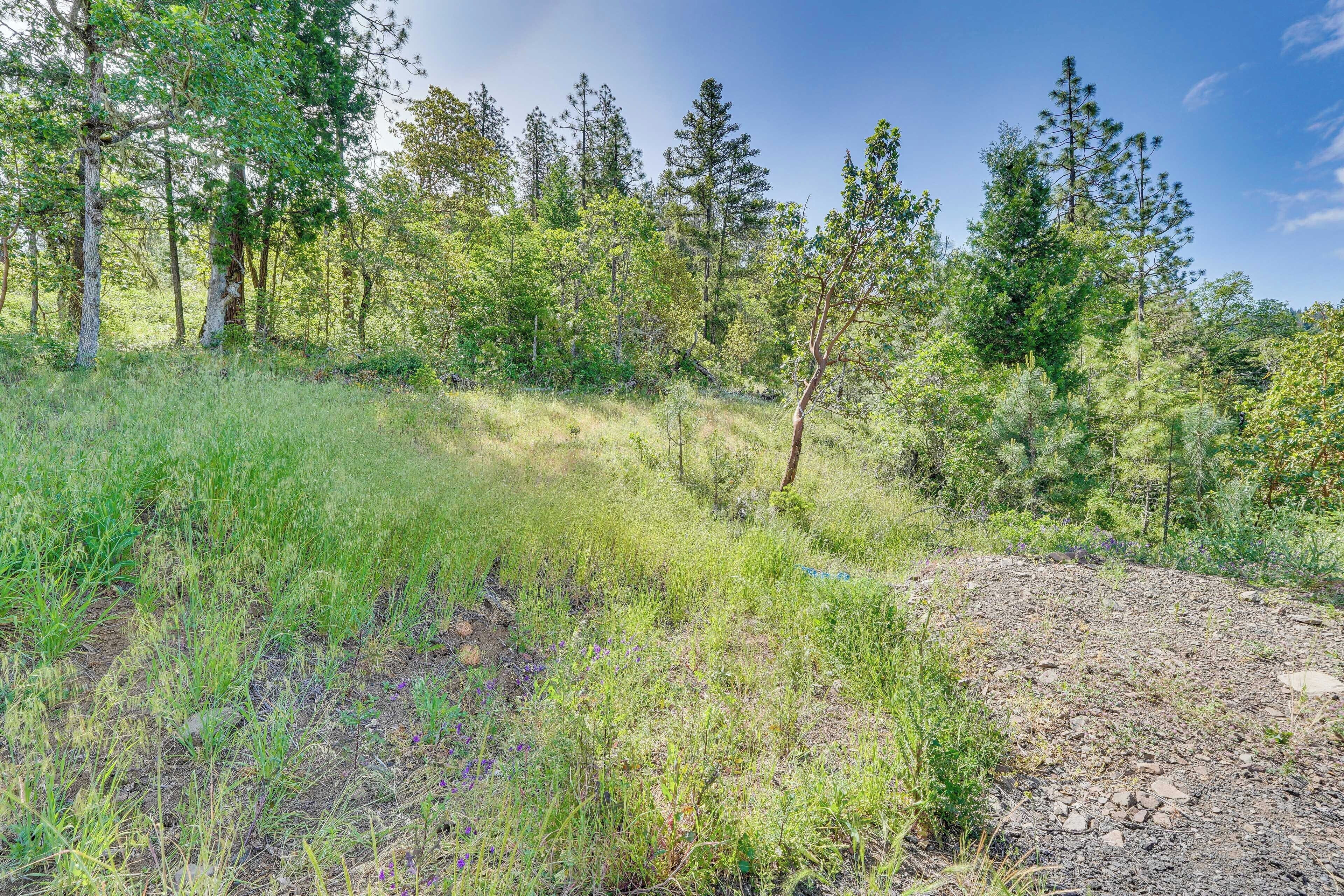 A natural landscape with a variety of trees and a dirt path.