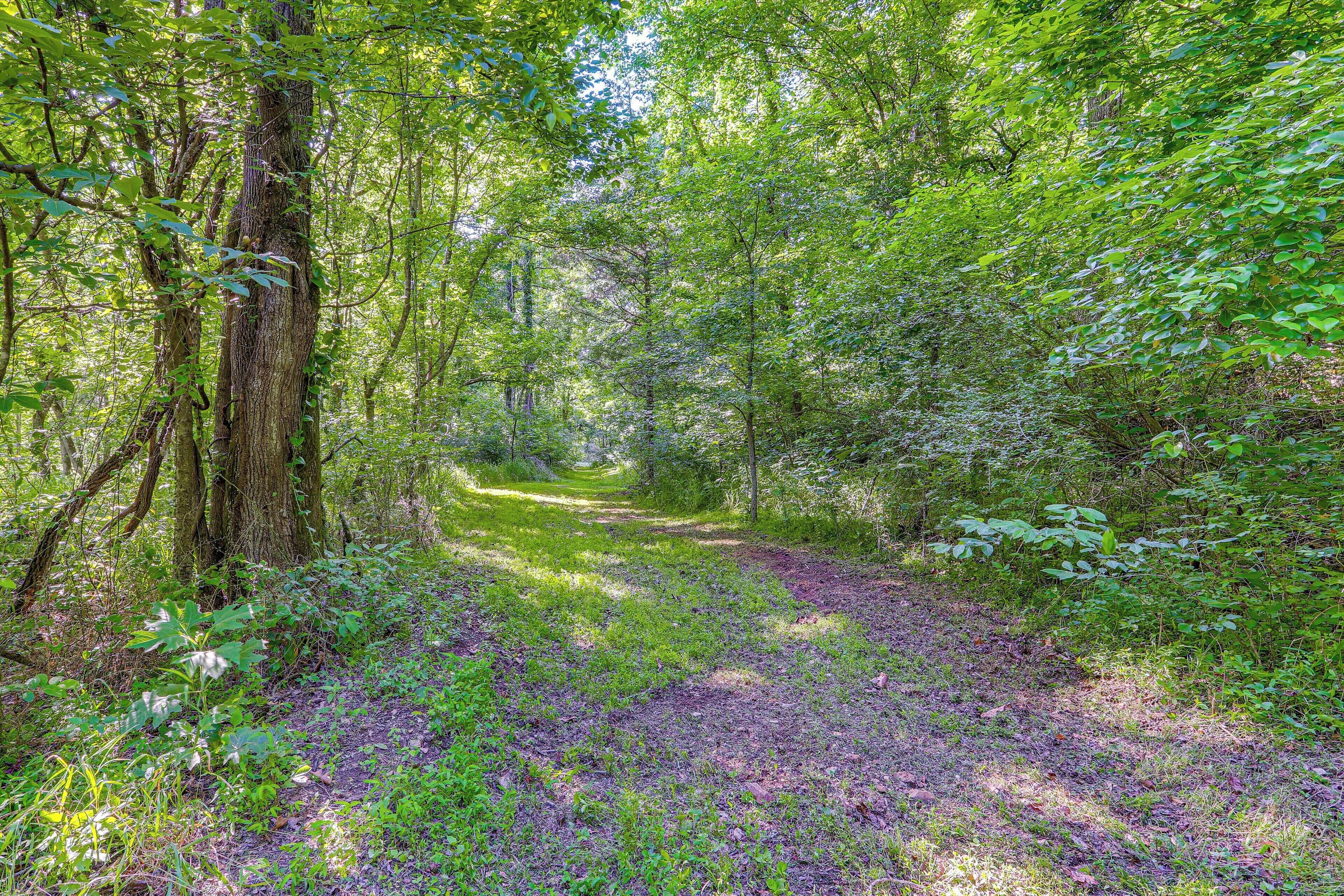 A forest path surrounded by dense green foliage.