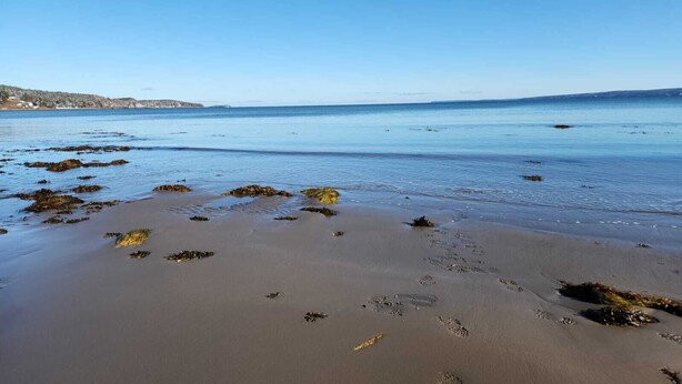 A beach with visible seaweed and footprints on the sand. - Beautiful oceanfront cottage (Guysborough)