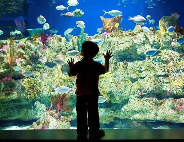A child observing fish in an aquarium.