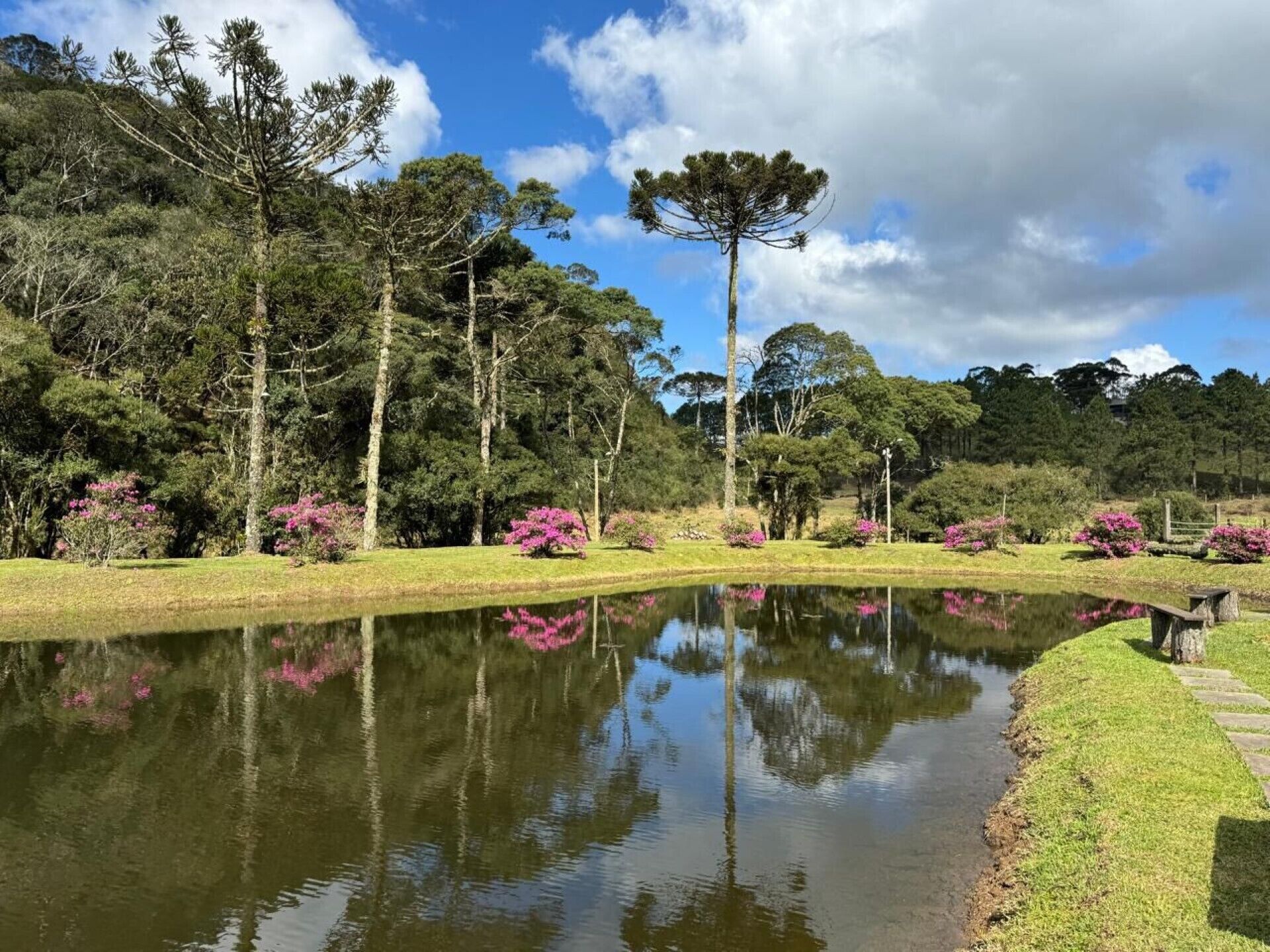 A serene landscape with a pond reflecting trees and sky, surrounded by lush greenery and flowering shrubs.