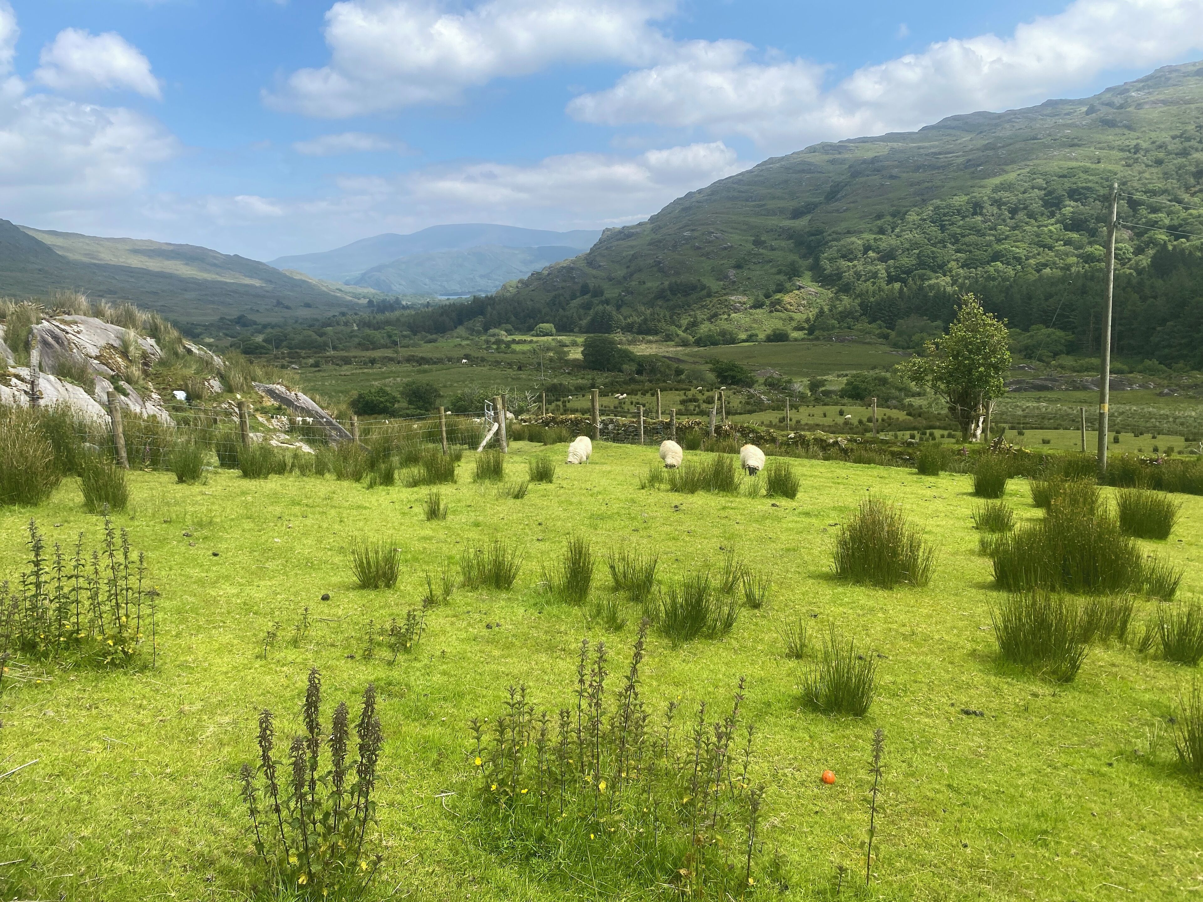 Un champ verdoyant où paissent des moutons, une montagne en arrière-plan et un ciel dégagé.