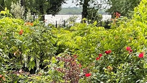 Un jardín exuberante con follaje denso y diversas plantas.