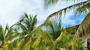 Un resort con palme, un vialetto lastricato e un edificio con diverse porte e finestre.