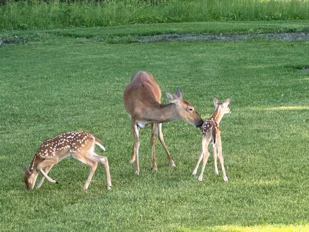 A grassy field with three deer, one adult and two fawns.