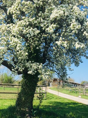 Property grounds - La Grange The Basswood (Le Mesnil-Simon)