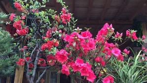 A potted bougainvillea plant with vibrant pink flowers in front of a building with a wooden roof and a window with a metal grill.
