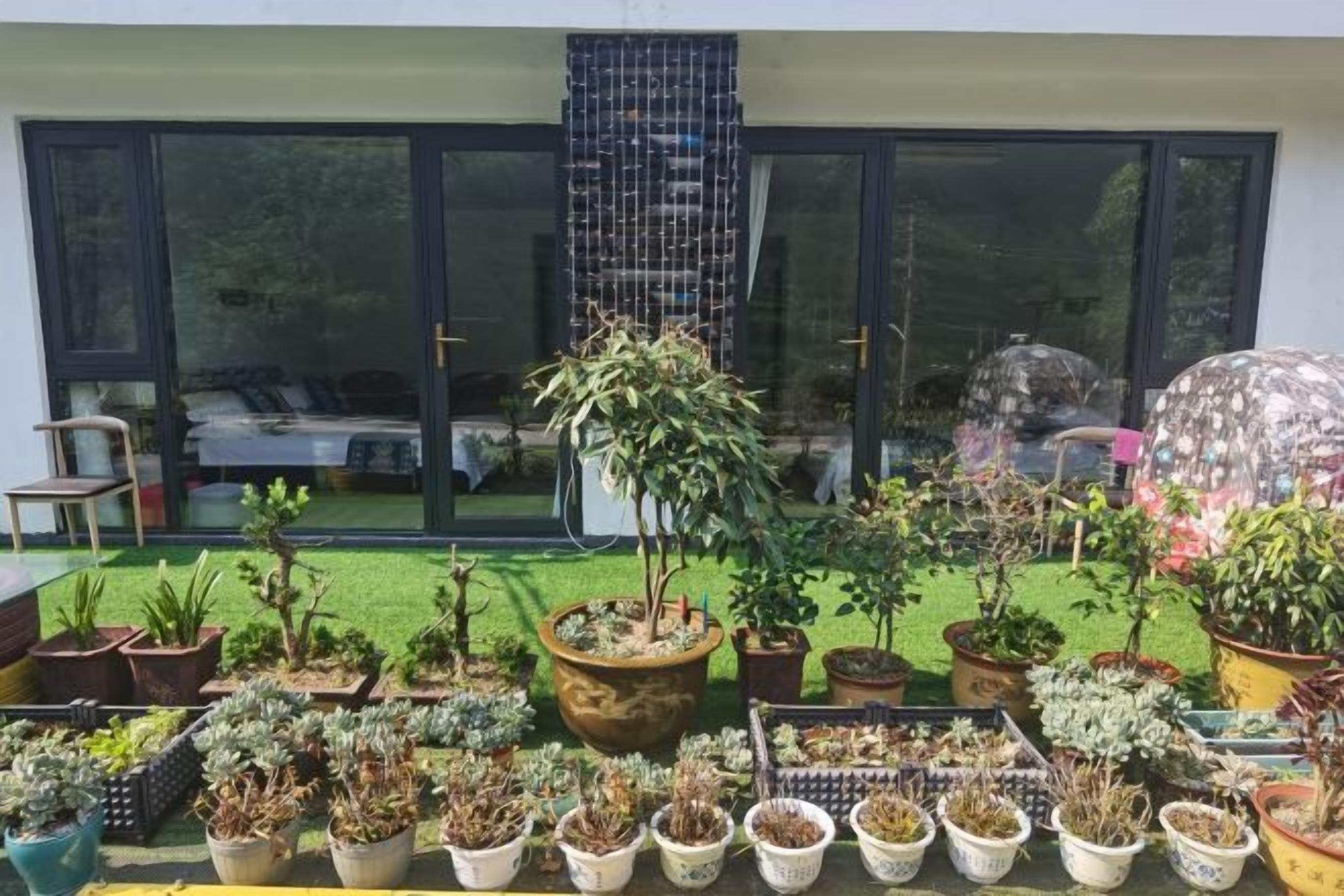 A variety of potted plants arranged on a balcony with a view of a house and a lawn.