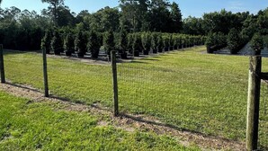 A nursery with rows of young trees and a grassy area in the foreground.