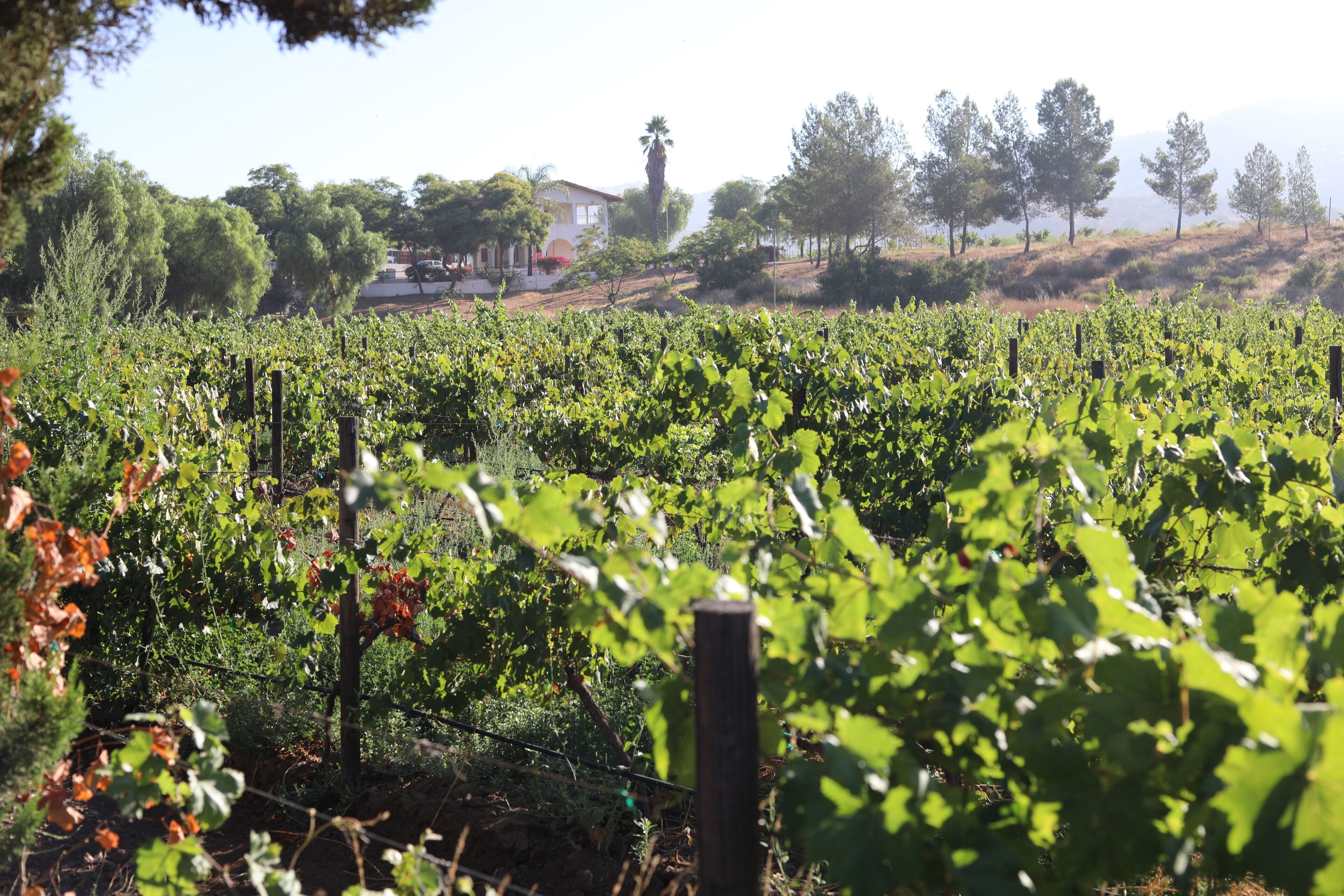 Un vignoble avec des rangées de vignes, une clôture en bois et une maison en arrière-plan.