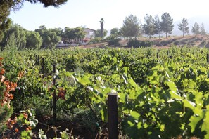 A vineyard with rows of grapevines, a wooden fence, and a house in the background.