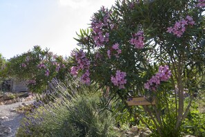 Stroll through the beautifully maintained garden, featuring a vibrant tree with blooming flowers and a tranquil atmosphere.