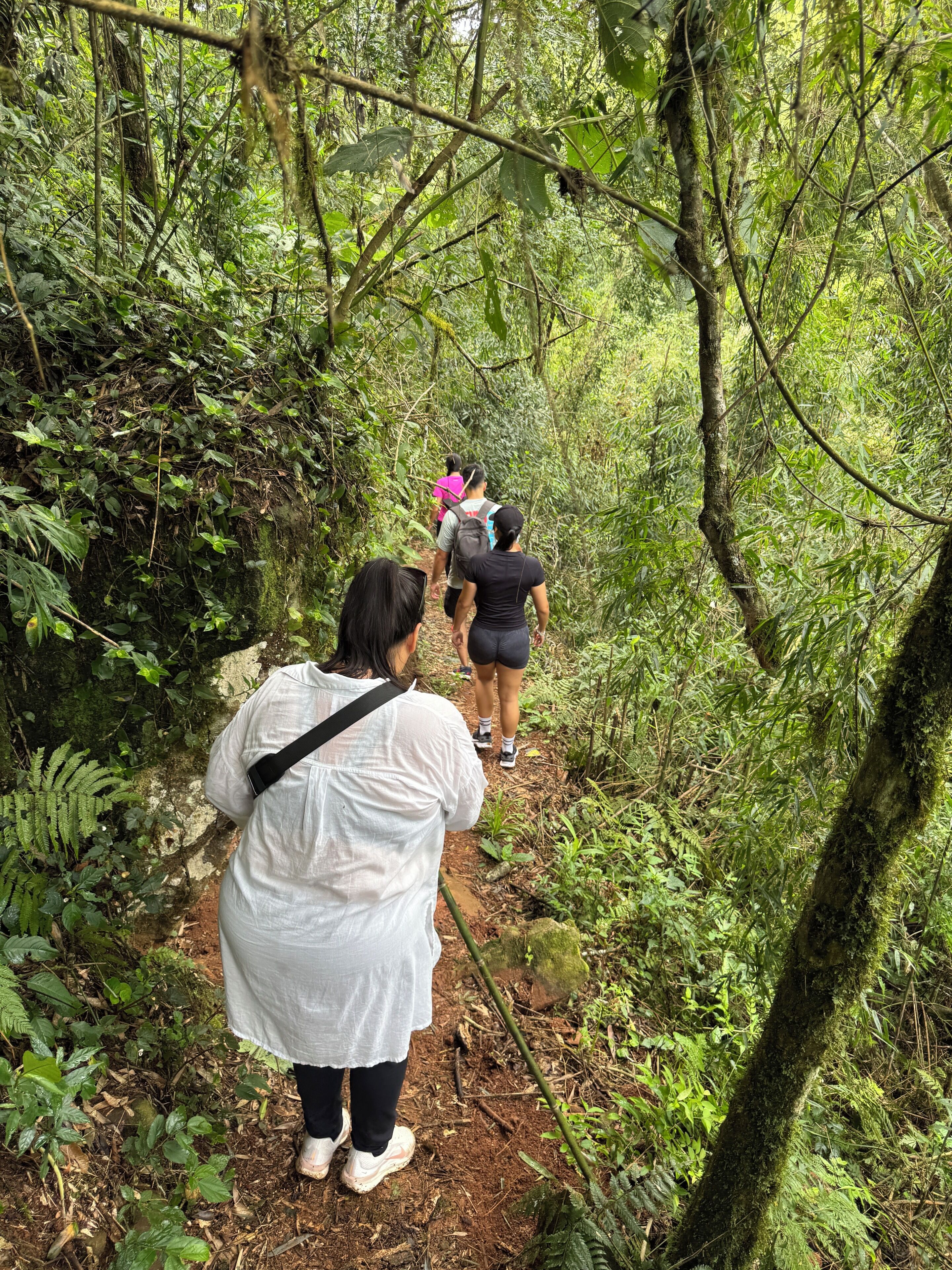 Un sendero de senderismo arbolado con vegetación densa y un camino de tierra.
