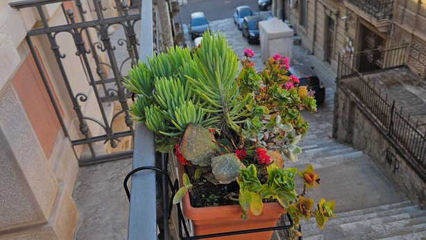 Uma varanda com um vaso de planta, vista para a rua com carros estacionados e edifícios com varandas.