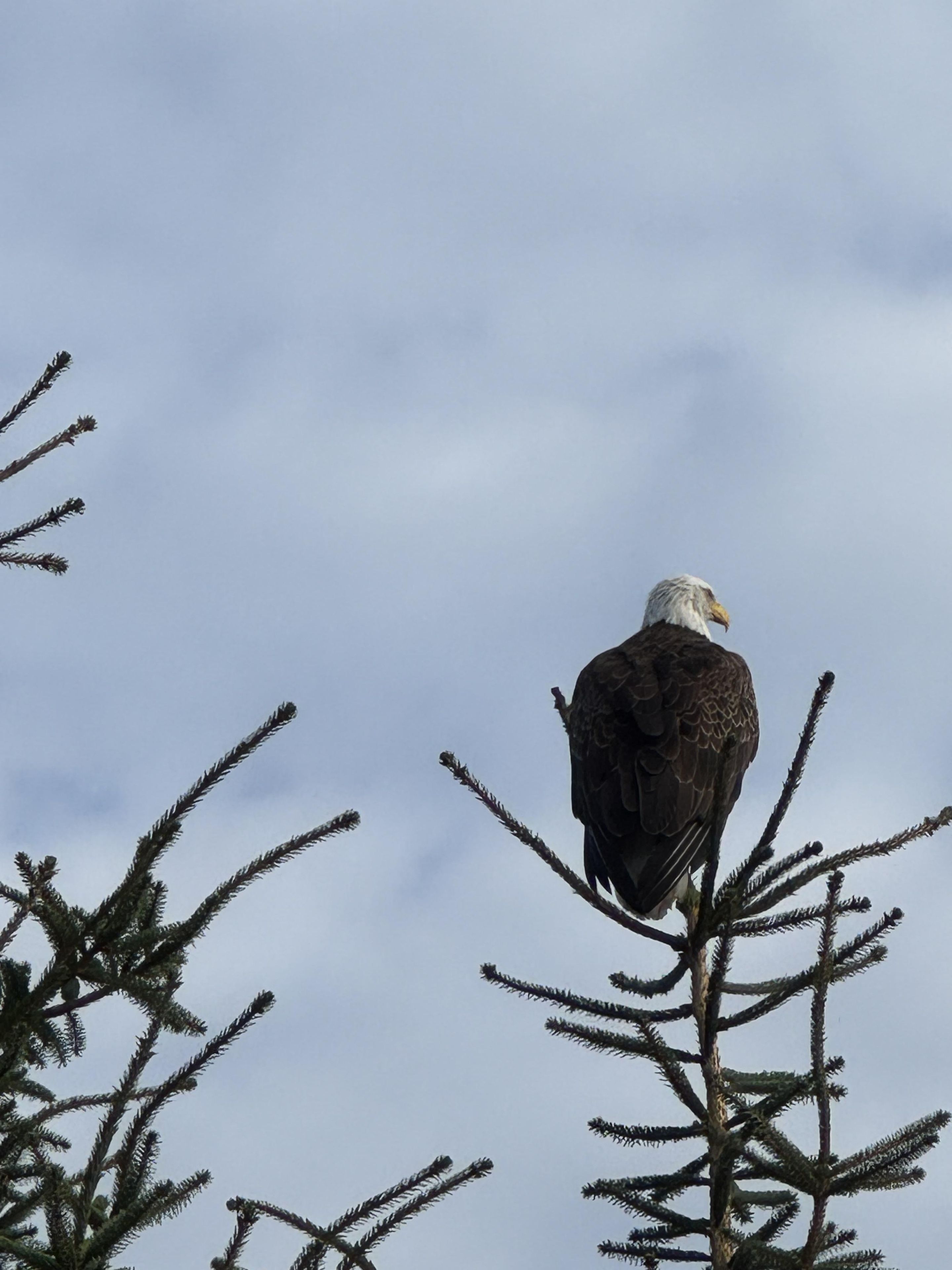 Un águila calva posada en una rama de árbol.