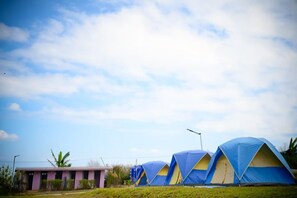 A row of blue and yellow tents in an open field with a small building in the background.
