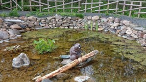 Un étang bordé d’une clôture en bois, de rochers et d’une statue de castor.