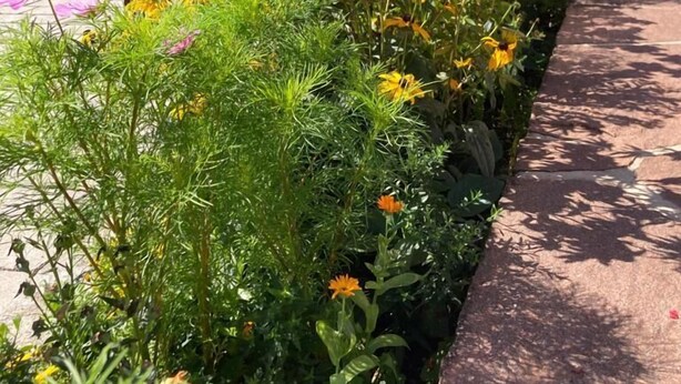En sti kantet med farverige blomster med et bjerg i baggrunden.