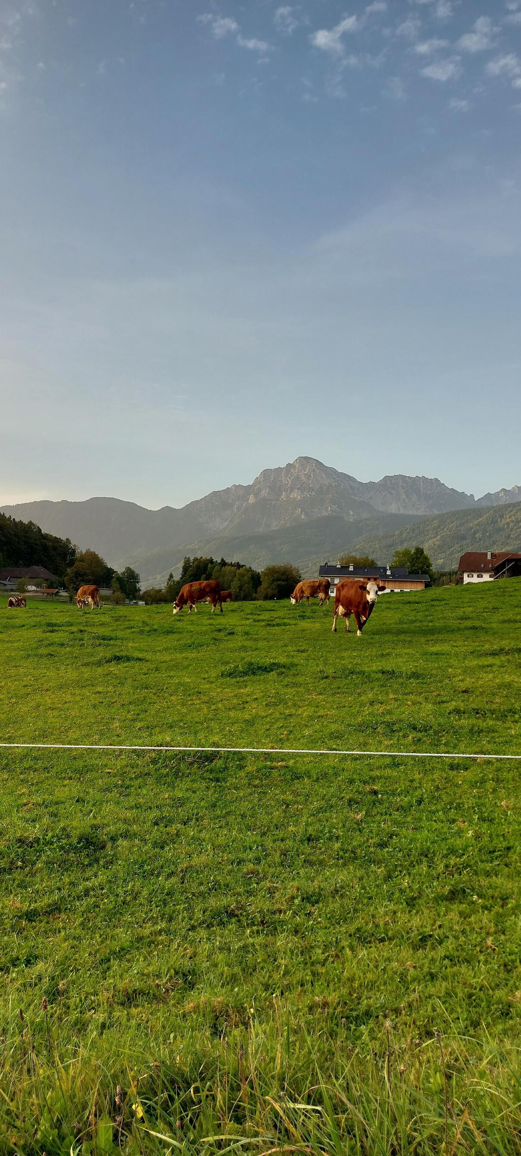 A grassy field with cows grazing, a mountain range in the background, and a clear sky.