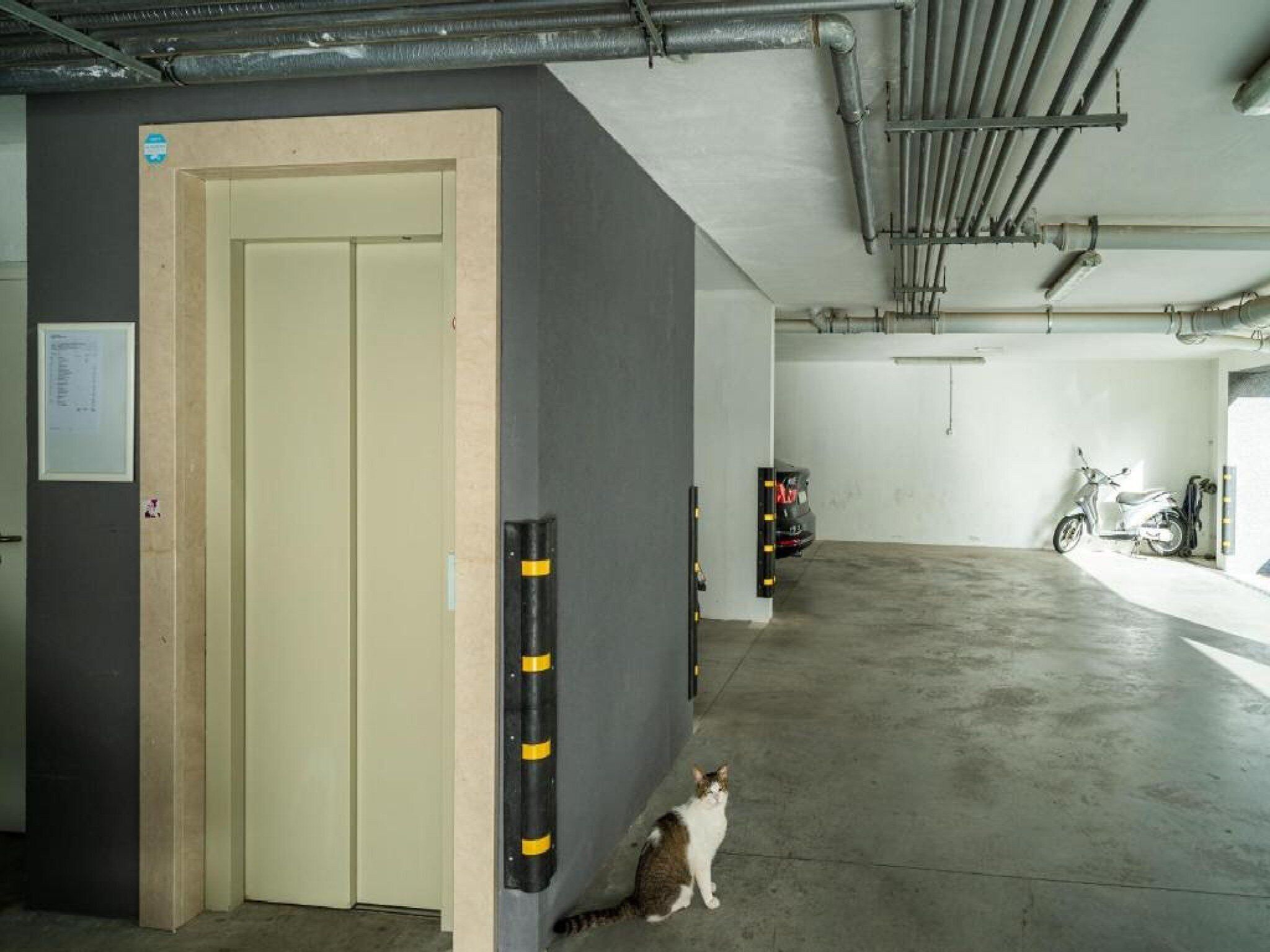 A parking garage with a beige door, a cat sitting on the floor, and a motorcycle in the background.