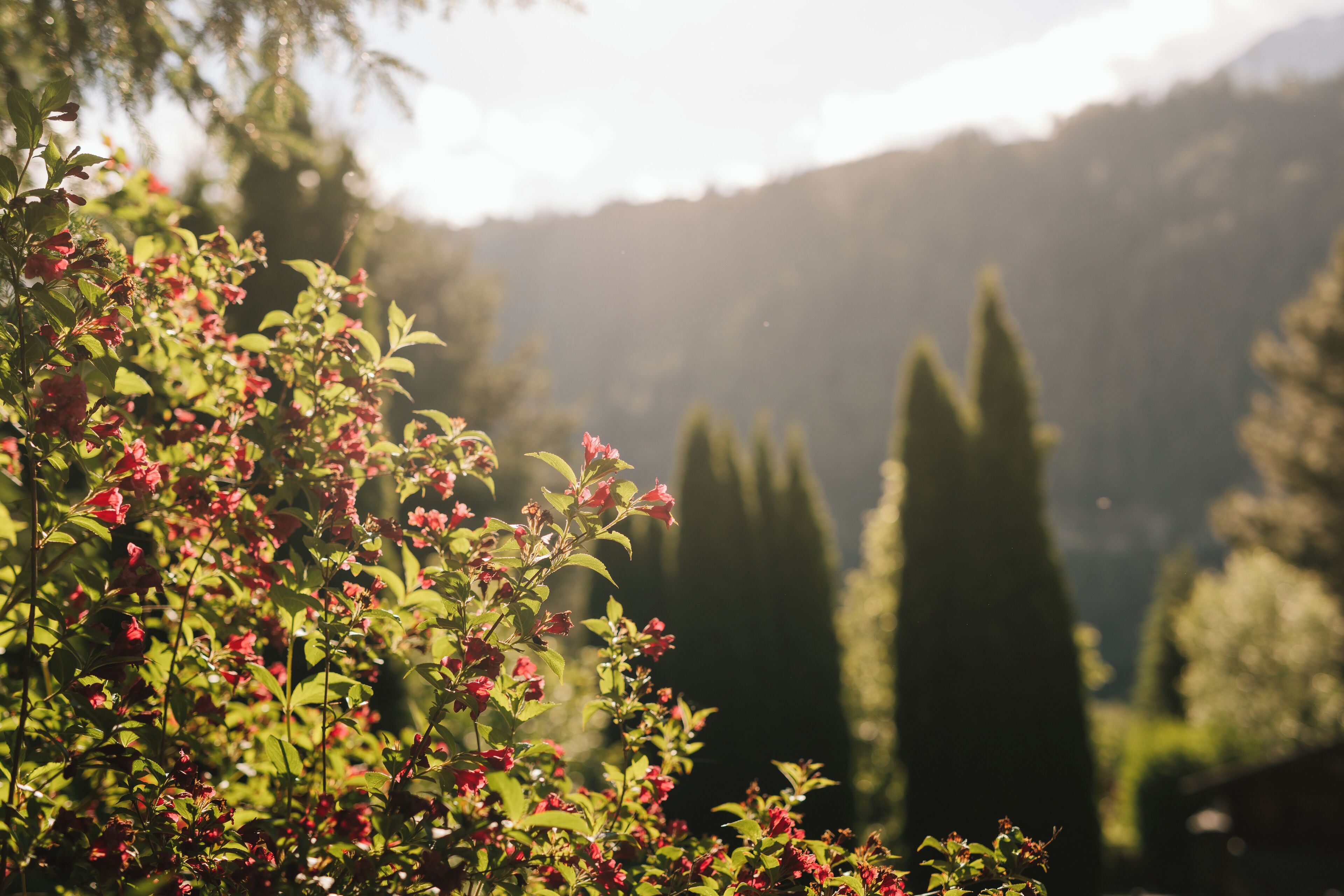 Ein Garten mit roten Blumen und grünem Blattwerk, mit Bergen im Hintergrund.